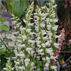 Spiranthes Odorata 'Chads Form'